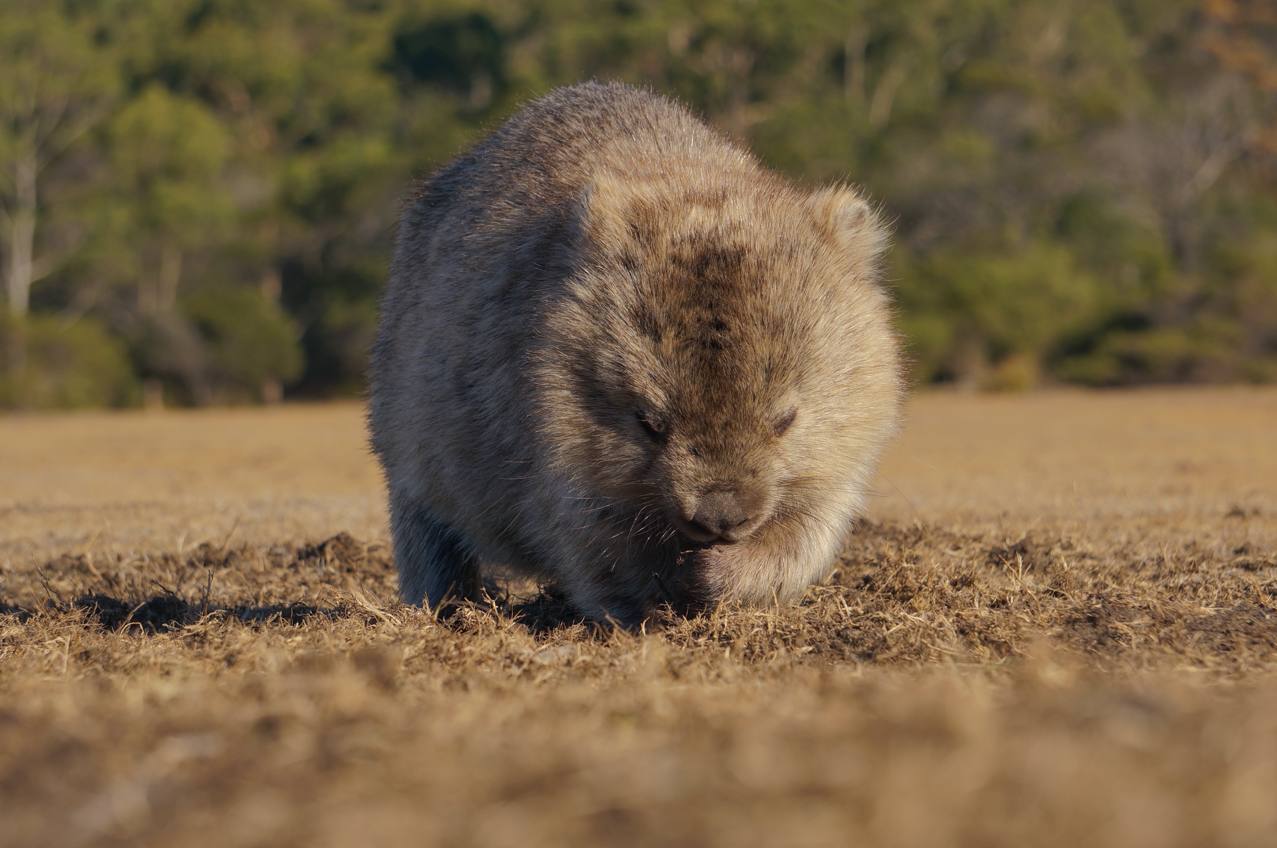 Wombat.