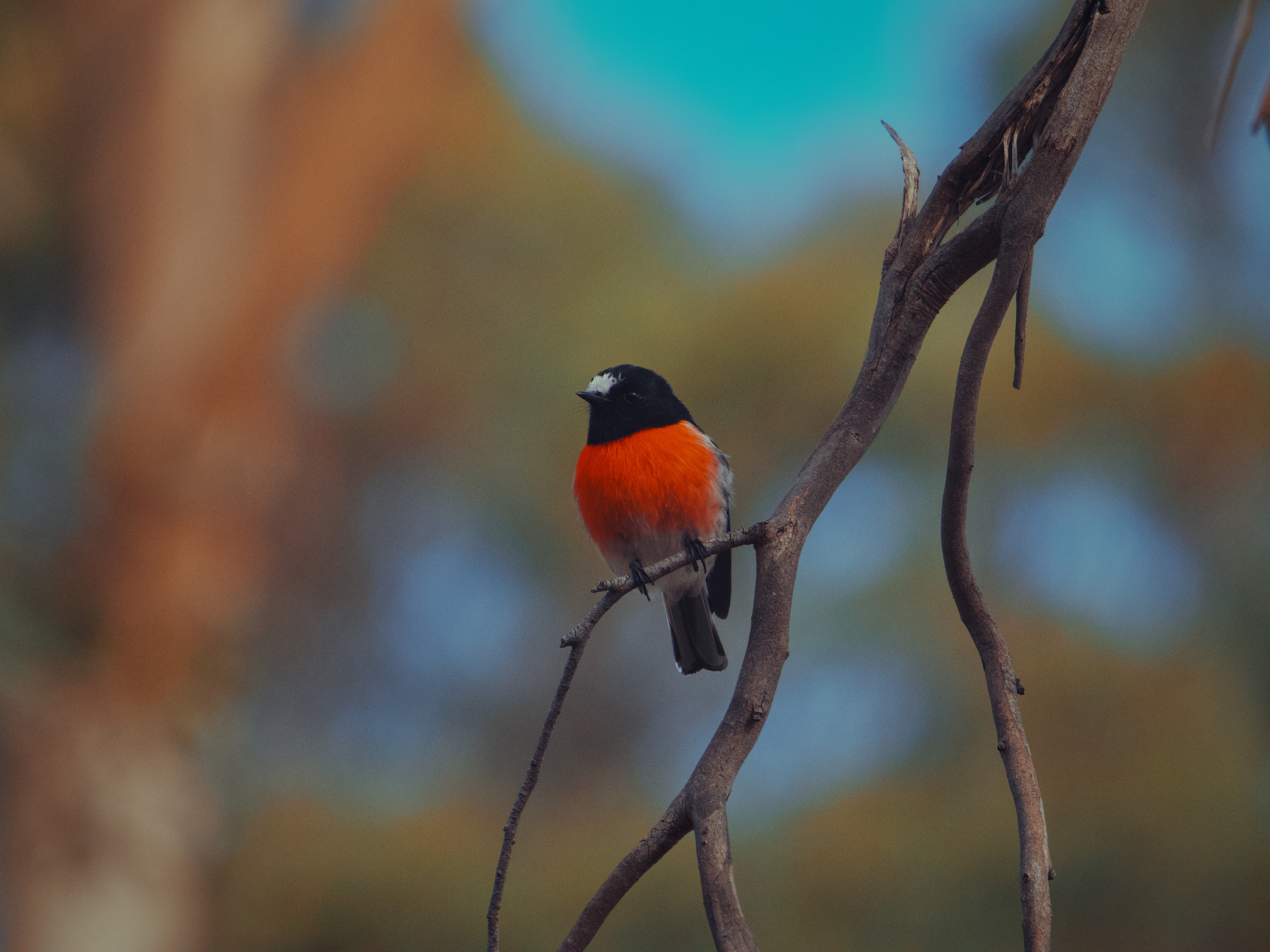 A scarlet robin perched on the branch of a gum tree.