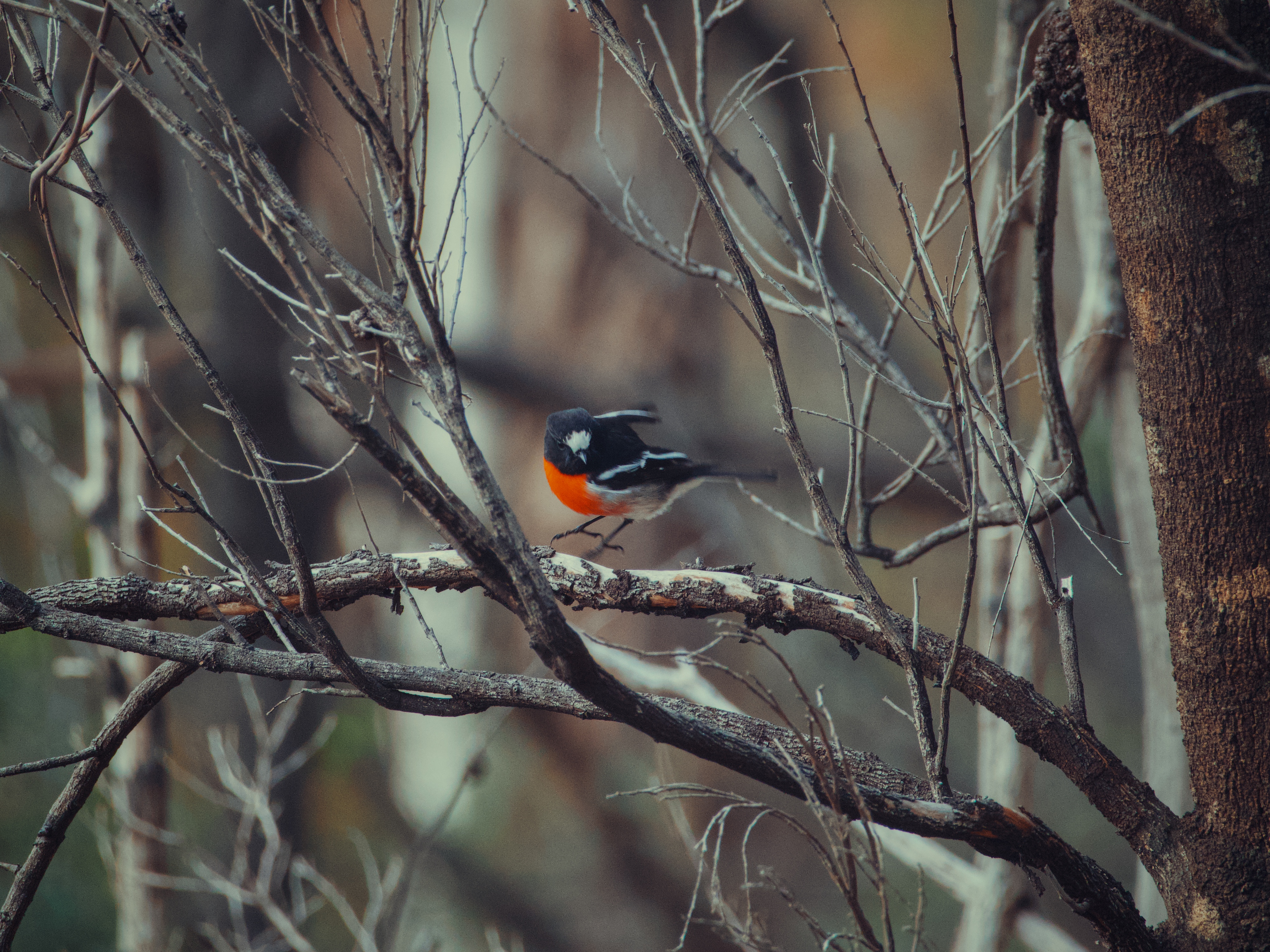 A scarlet robin taking off from a branch.