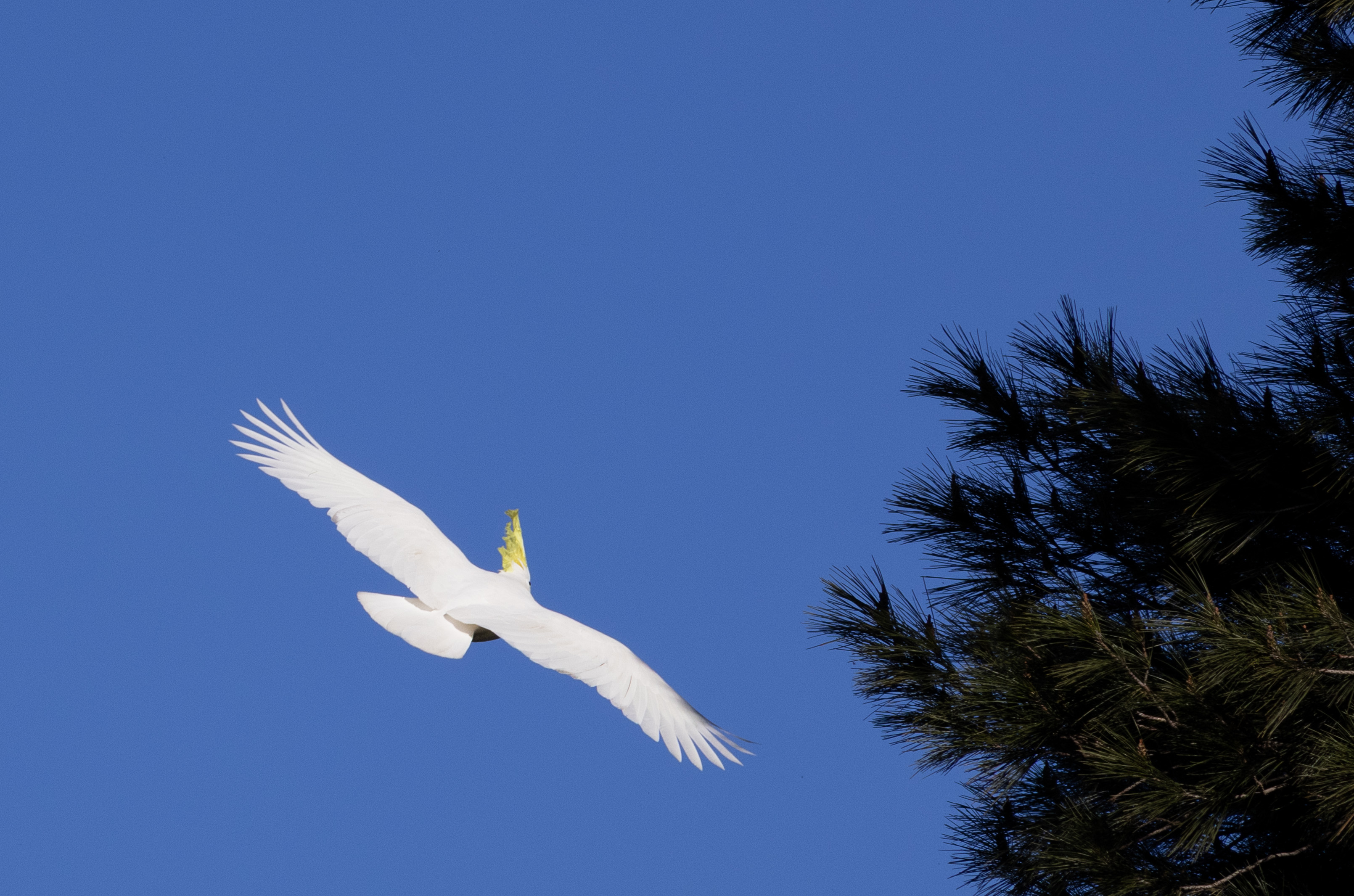 Sulphur crested cockatoo.