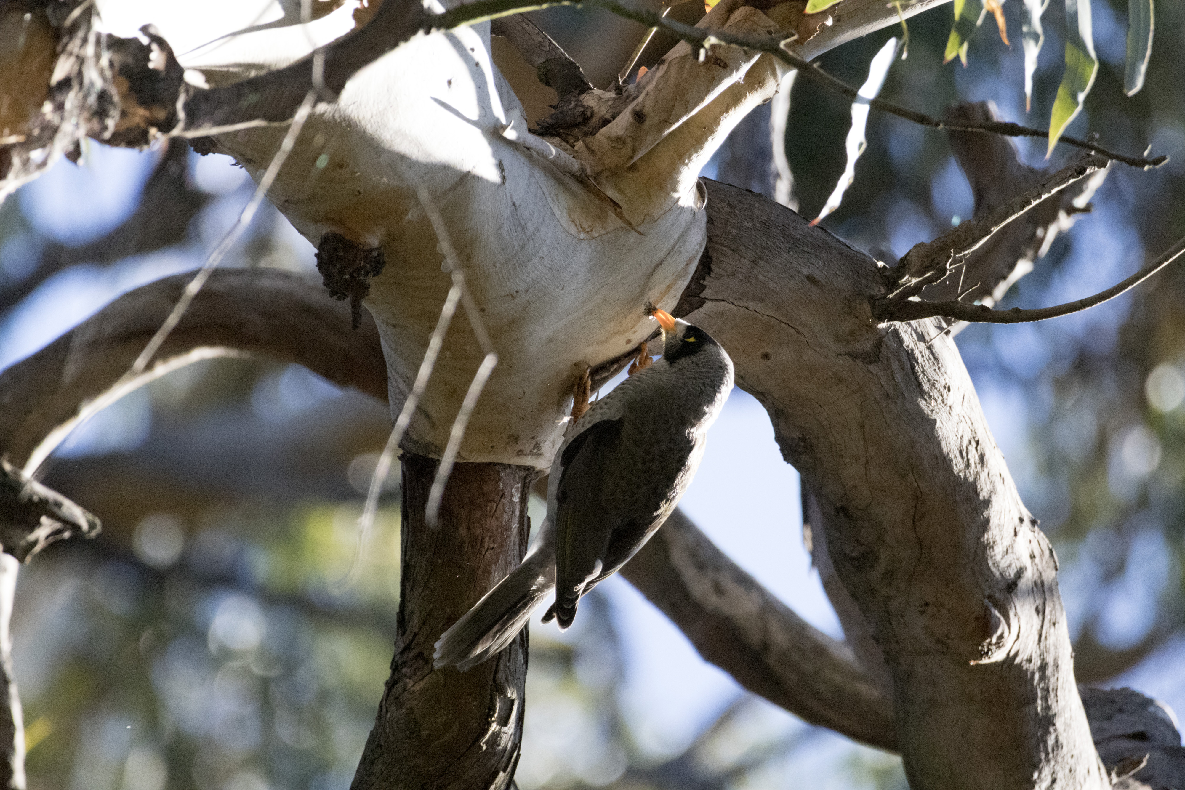 Noisy miner eating a grub from a tree.