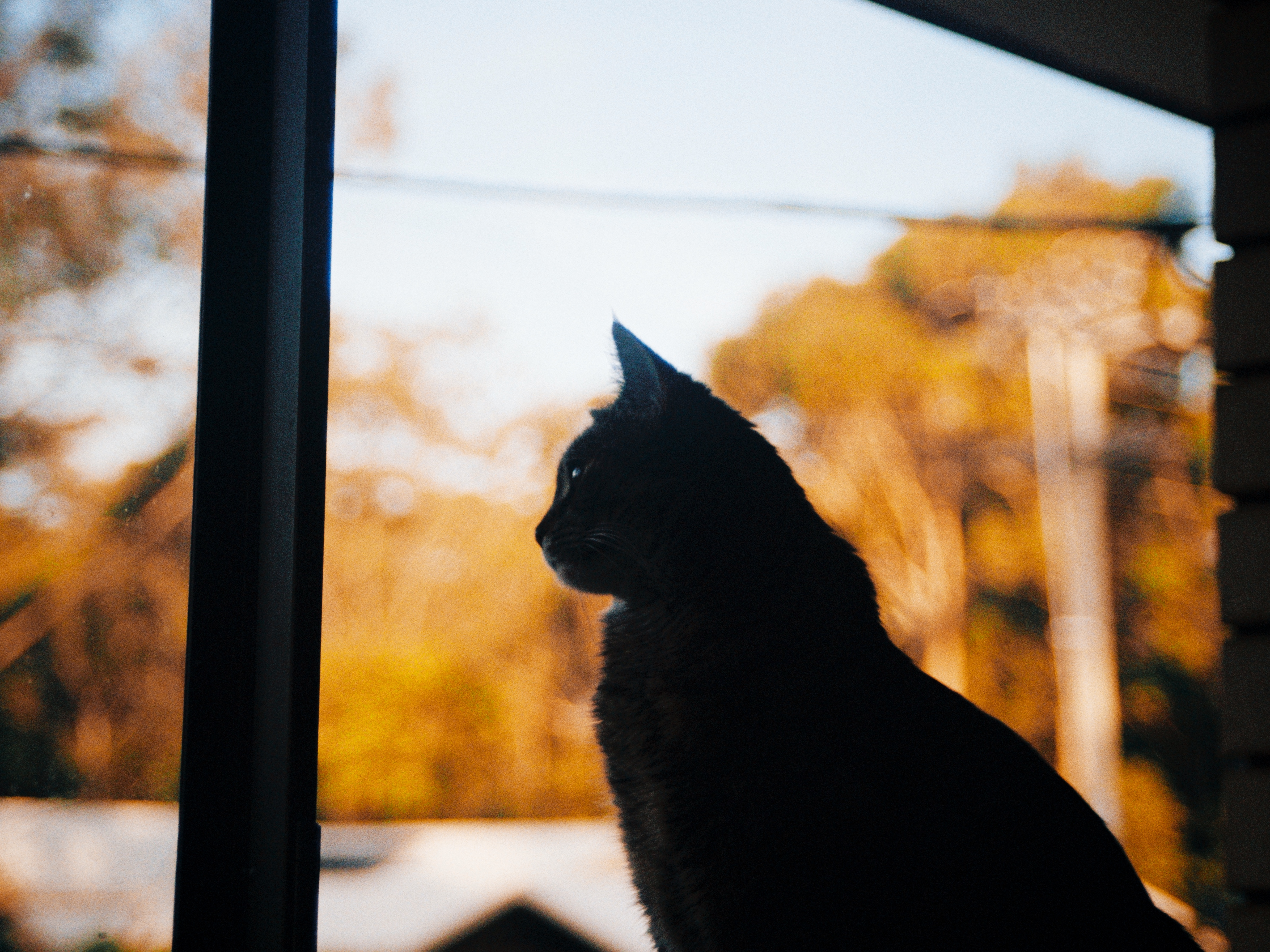 Cat at window.