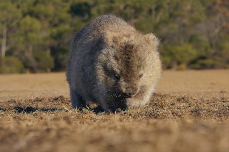 Wombat.