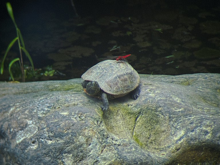 Red dragon fly on the butt of a turtle.