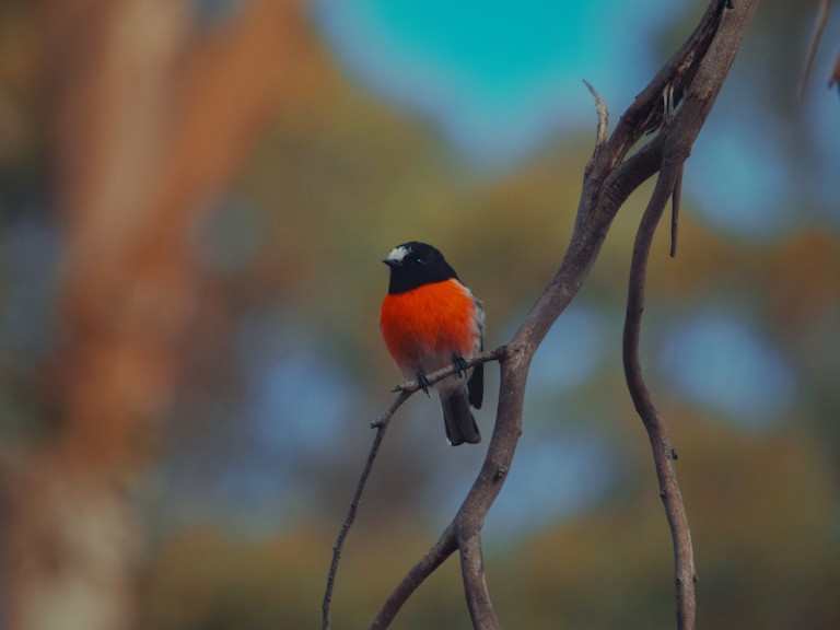A scarlet robin perched on the branch of a gum tree.