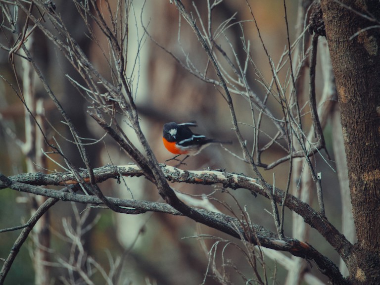 A scarlet robin taking off from a branch.