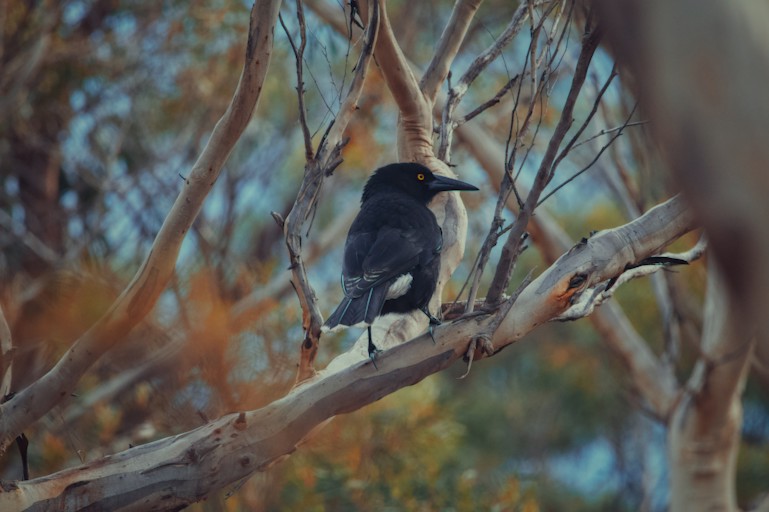 A grey currawong perched on the branch of a gum tree.