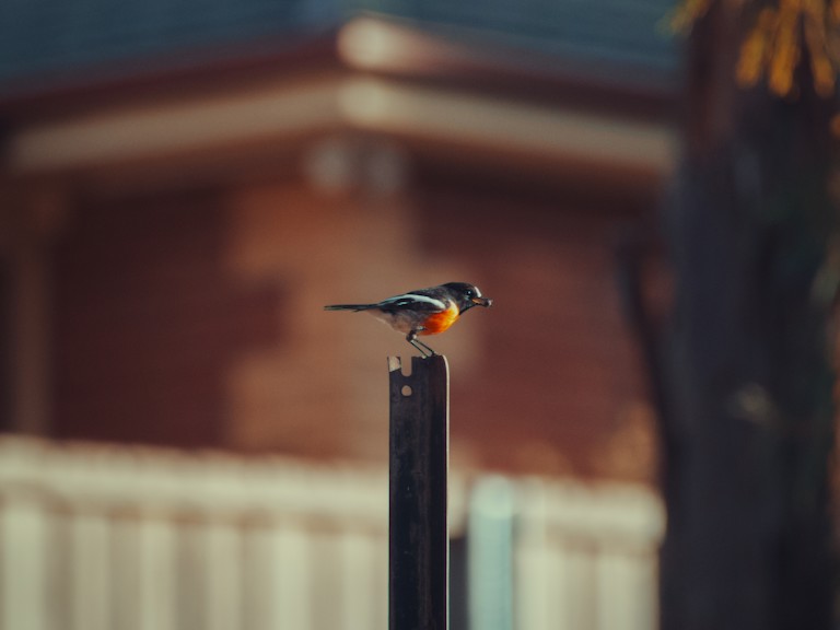 A scarlet robin with a bug in mouth.