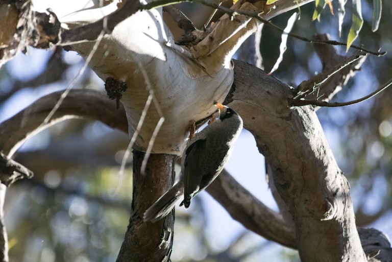 Noisy miner eating a grub from a tree.