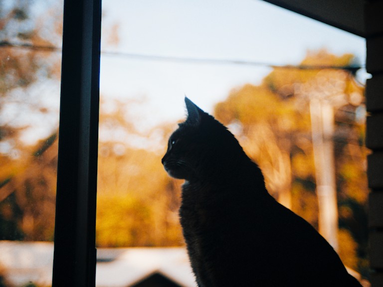 Cat at window.